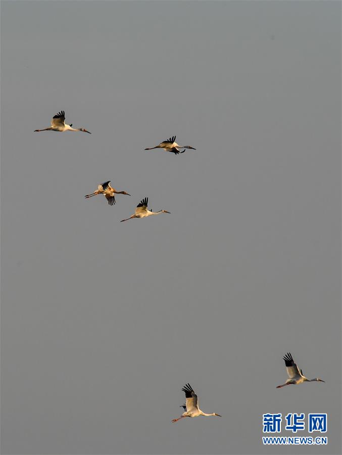 Tarian Bangau Mahkota Merah, Surga Burung Tarian Bangau Mahkota Merah, Surga Burung_fororder_he4