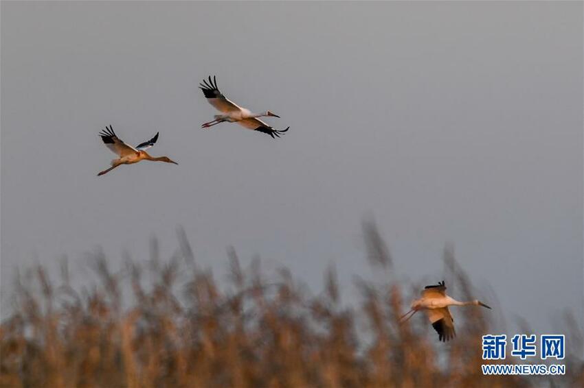 Tarian Bangau Mahkota Merah, Surga Burung Tarian Bangau Mahkota Merah, Surga Burung_fororder_he7