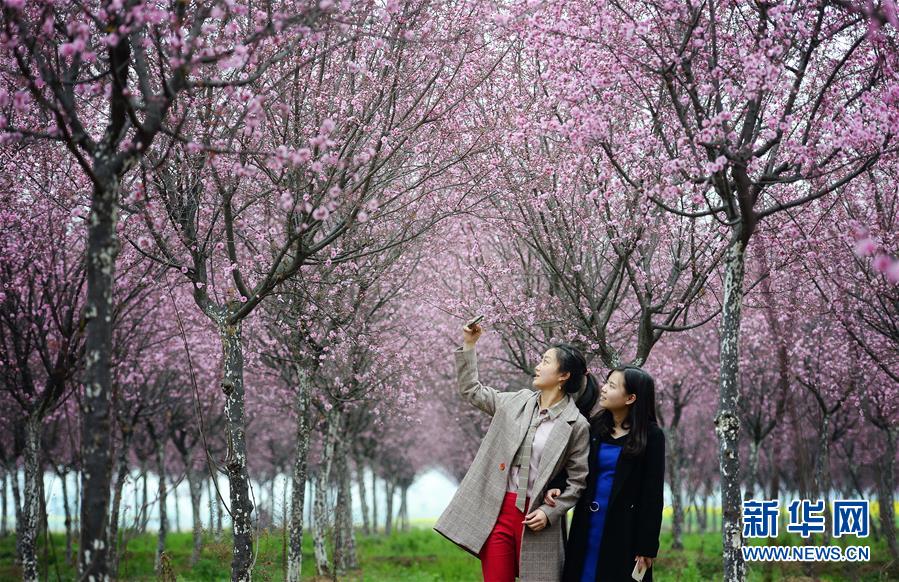 陕西汉中：美人梅开赏花来