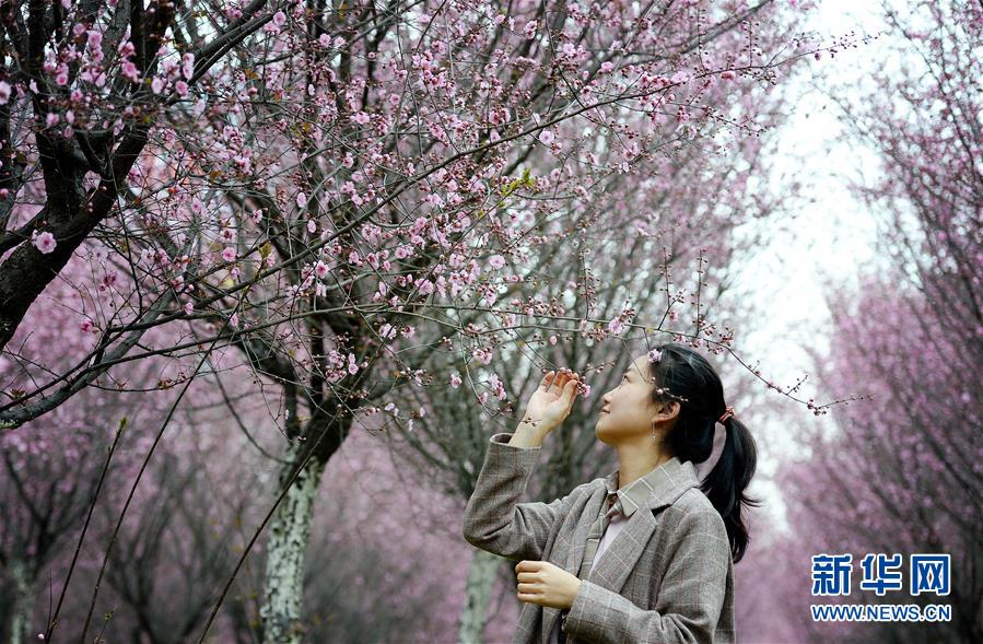 陕西汉中：美人梅开赏花来