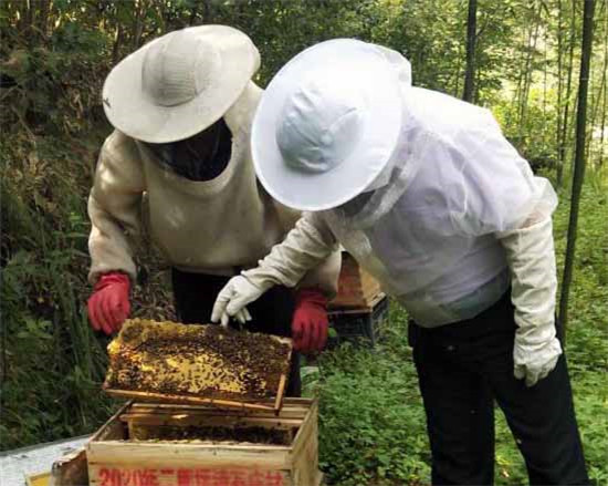 【B】南阳市西峡县德森蜂业：做大产业助农致富