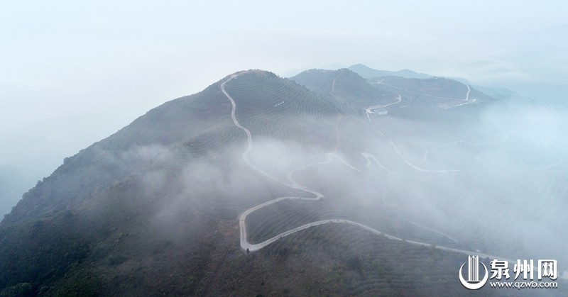 【焦点图】【泉州】【移动版】【Chinanews带图】泉州：晨雾“盘”茶山