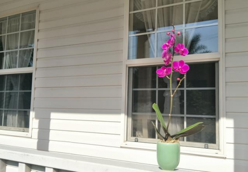 转载（导航成都）一株“温江造”人参榕的欧洲之旅