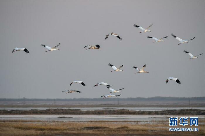 “학 춤"을 보려면 吉林으로 “학 춤"을 보려면 吉林으로_fororder_1