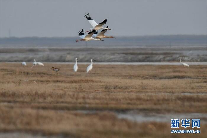 “학 춤"을 보려면 吉林으로 “학 춤"을 보려면 吉林으로_fororder_6