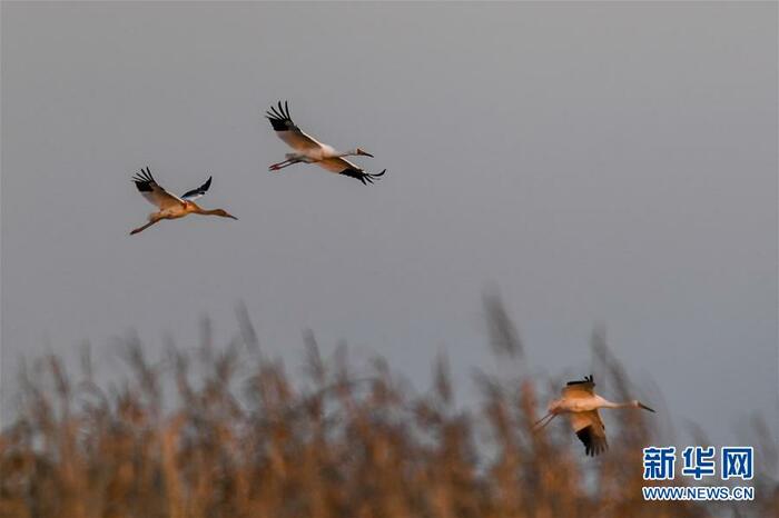 “학 춤"을 보려면 吉林으로 “학 춤"을 보려면 吉林으로_fororder_7