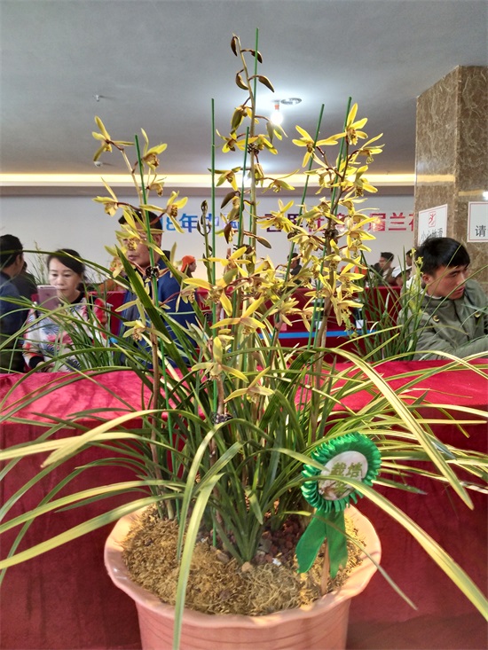 （要闻）第十三届贵州省（百里杜鹃）兰博会将于3月29日在百里杜鹃举行