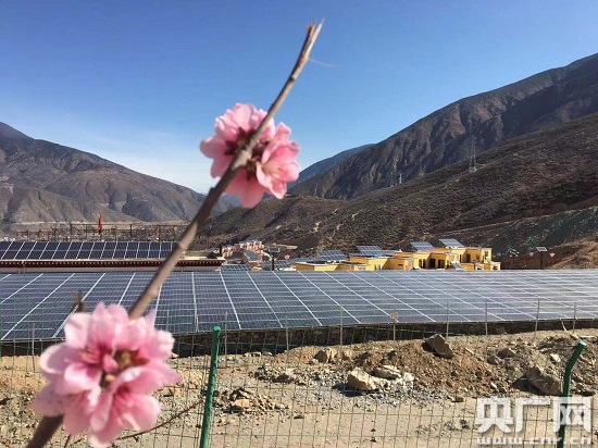 （导航成都，移动端）千里送桃树 成都双流助力巴塘整村异地搬迁群众脱贫奔康