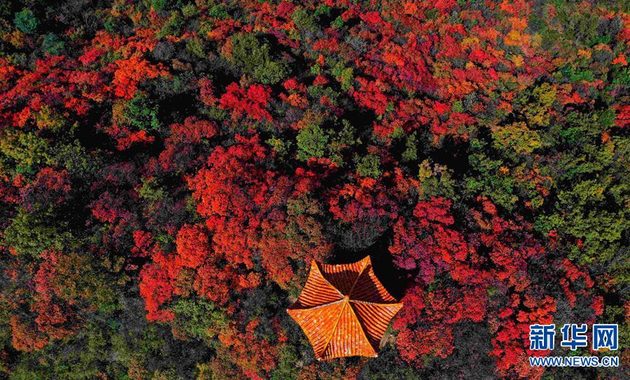 【城市远洋】洛阳：花果山上赏红叶