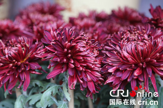 The Opening Ceremony of the 38th Chrysanthemum Culture Festival in Kaifeng, China_fororder_55