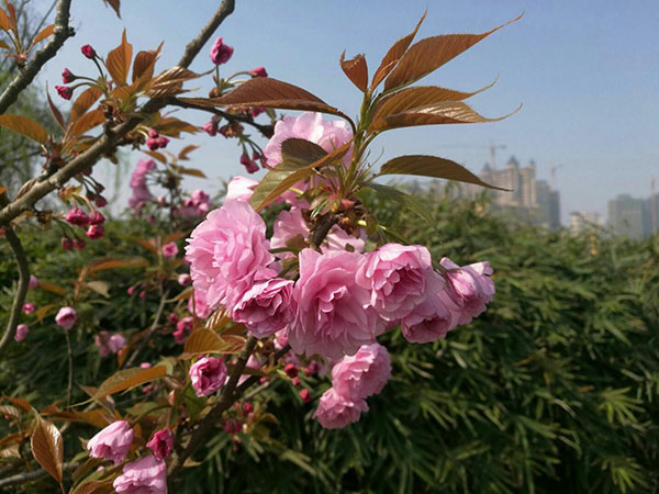 图片默认标题_fororder_3