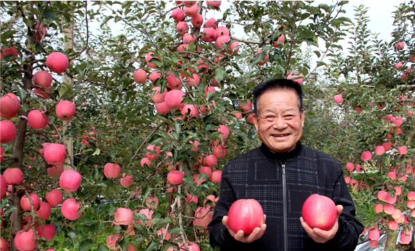 （有修改）杨凌农高会上的“奇遇”成为契机 凤翔果农种出1.08亿元苹果