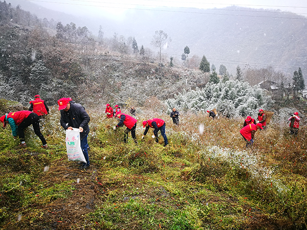 图片默认标题_fororder_平武县驻村帮扶干部与村民同劳动采收红辣椒