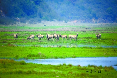 北京麋鹿野放鄱阳湖添新景