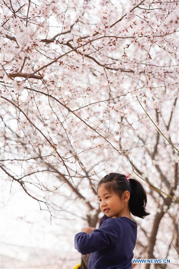 31st cherry blossom cultural event kicks off in Yuyuantan Park in Beijing