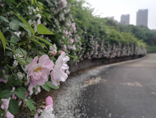 【园区开发 列表】重庆两江新区颐和生态公园蔷薇花墙开花季将至