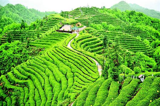 宜昌夷陵区编织“三峡茶谷”百亿产业链