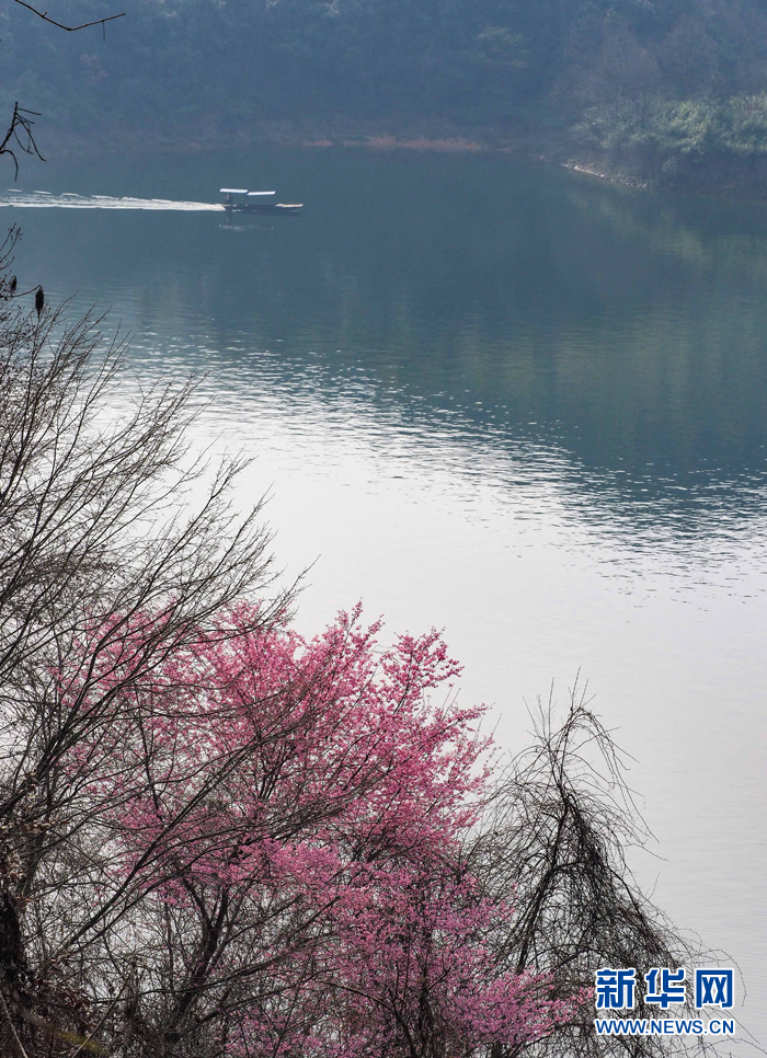 安徽航拍：樱花开遍大别山