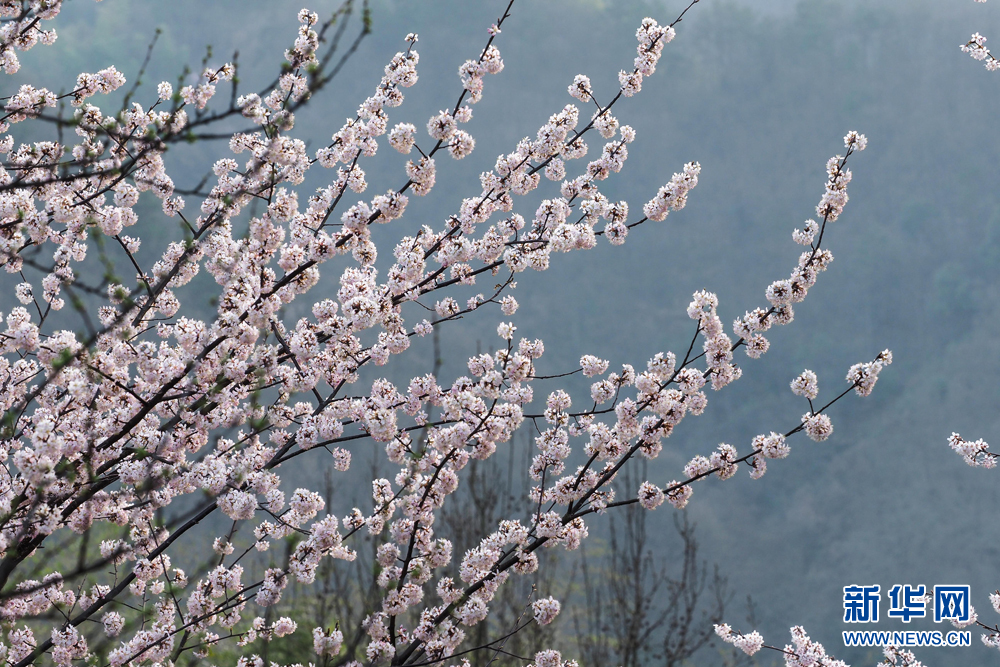 安徽航拍：樱花开遍大别山
