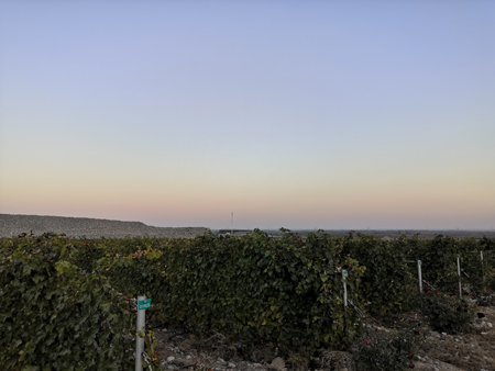 賀蘭山東麓ワイン博覧会　銀川市で開催_fororder_3.当地酒庄的葡萄酒园