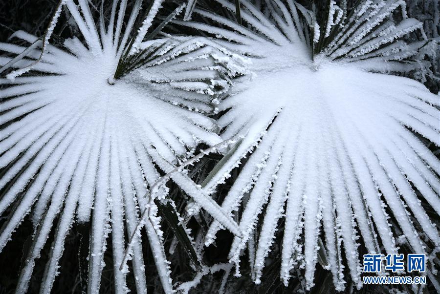 微观冰雪入画来 微观冰雪入画来