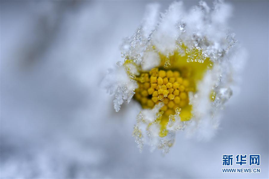 微观冰雪入画来 微观冰雪入画来