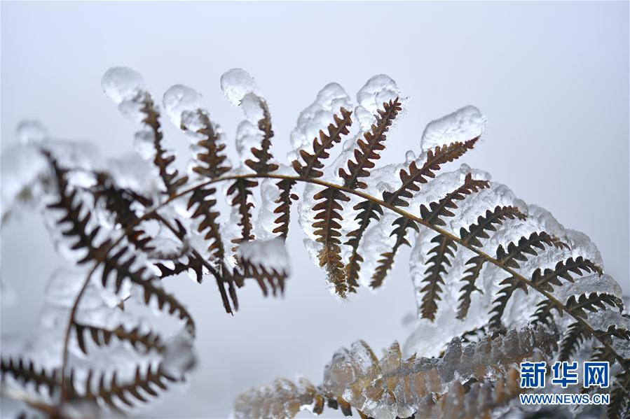 微观冰雪入画来 微观冰雪入画来