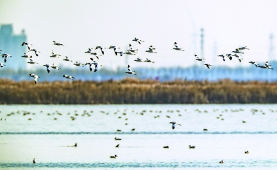 天津滨海国际观鸟文化节举办