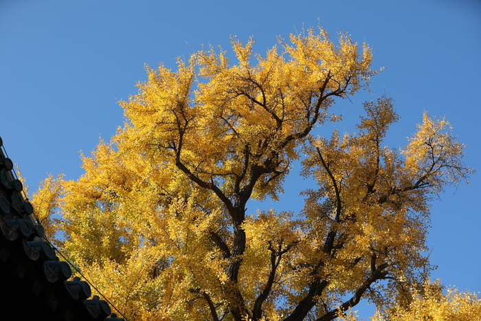 천년은행나무의 단풍 천년은행나무의 단풍