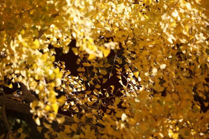 천년은행나무의 단풍 천년은행나무의 단풍