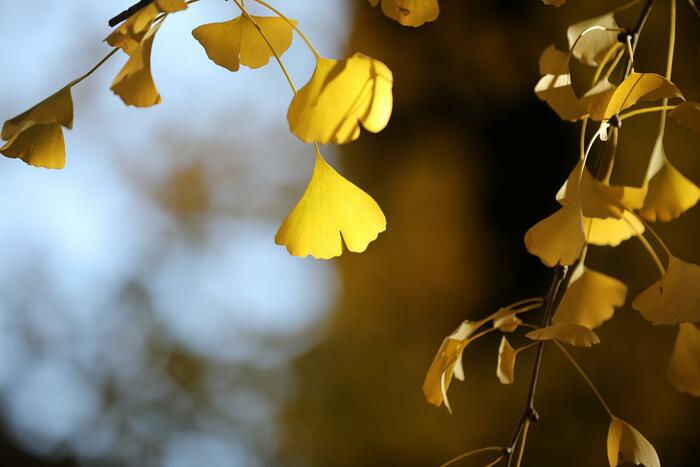 천년은행나무의 단풍 천년은행나무의 단풍