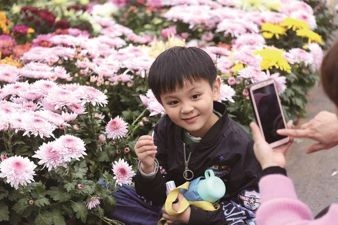 南京玄武湖景区百余种两万多盆菊花盛开