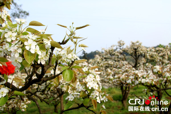 图片默认标题_fororder_佛来山盛开的梨花--摄影--高学兵