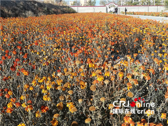 金灿灿的菊花在青海高原绽放