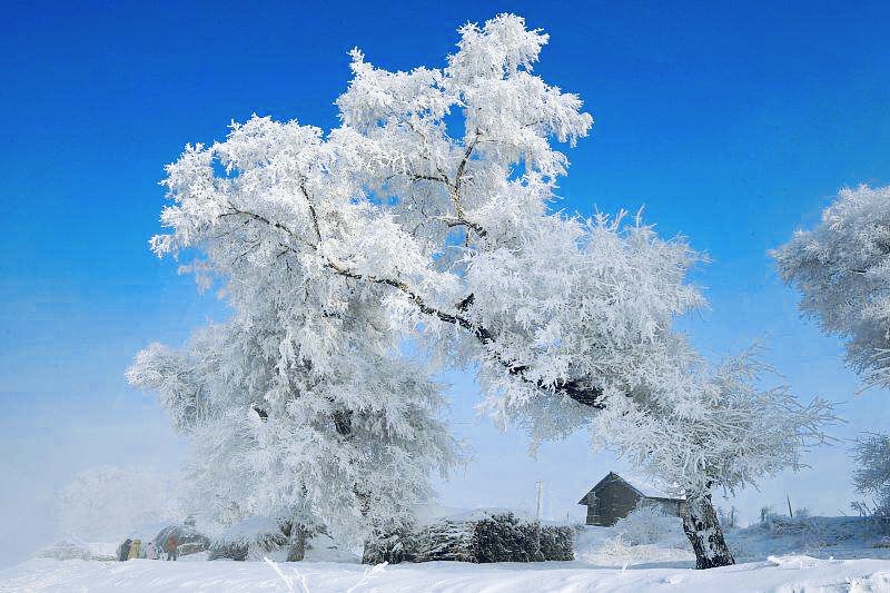 寒江雪柳  玉樹(shù)瓊花