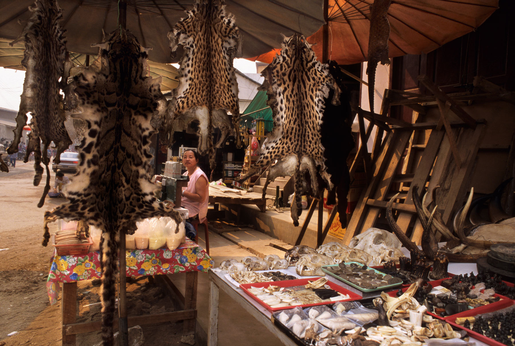 「央视网」野生动物保护专家呼吁：全球禁止野生动物贸易