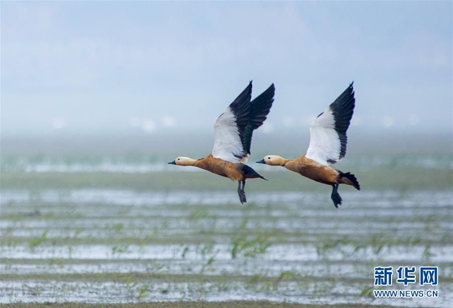 江西鄱阳湖：湿地成候鸟乐园