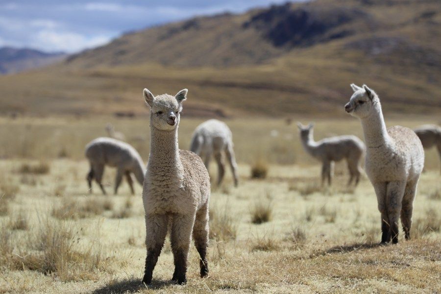 秘鲁"小羊驼"赶赴进博会