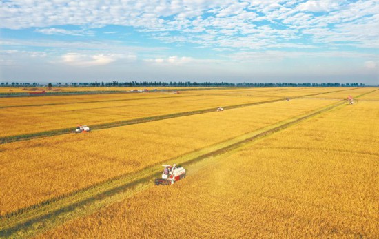 安徽:丰收的稻谷