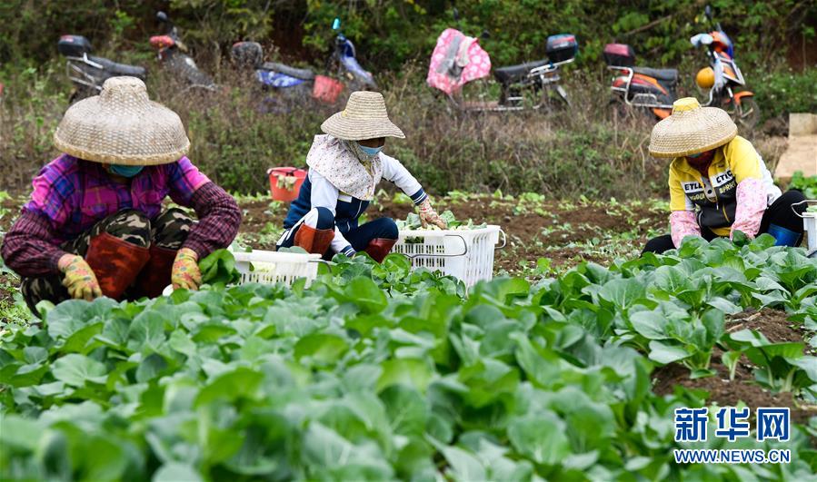 新华网：海口：采摘蔬菜 扩大供应量