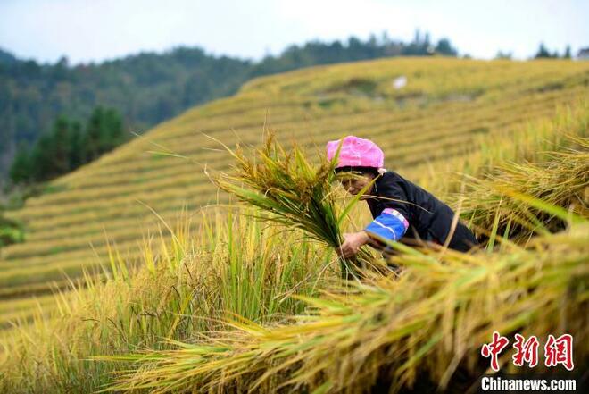 Sibuk Tuai Padi di Teres_fororder_ti4