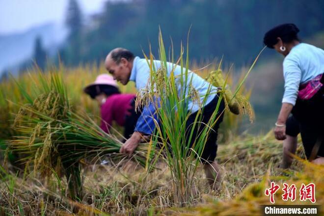 Sibuk Tuai Padi di Teres_fororder_ti3