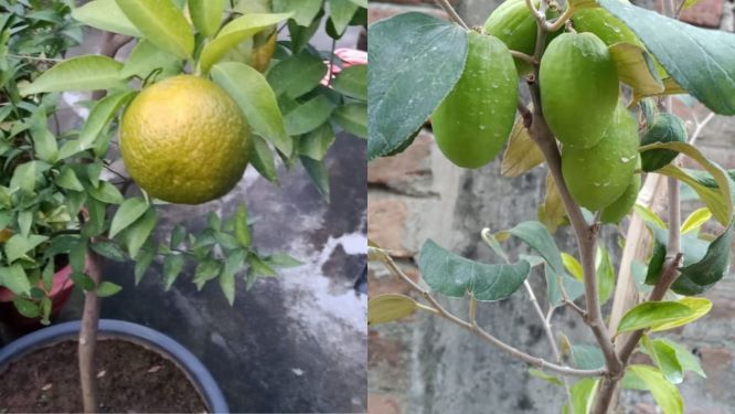 छत पर 1000+ पौधे, रुद्राक्ष-कल्पवृक्ष से लेकर स्ट्रॉबेरी तक सब कुछ मिलेगा यहाँ