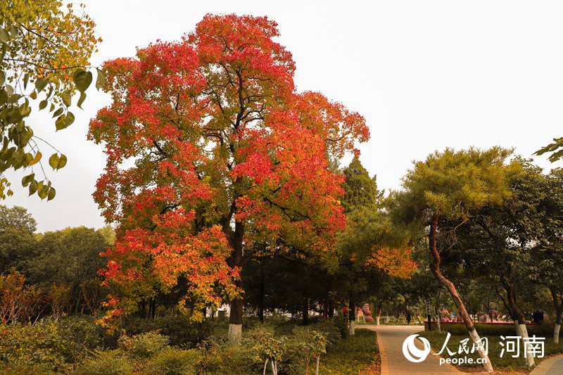 河南平顶山：秋日胜春朝