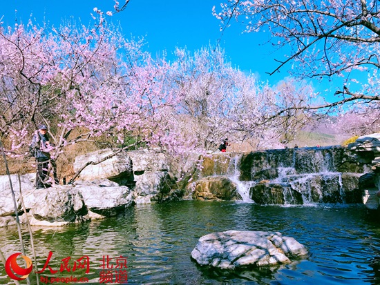 北京植物园桃花节本周六开幕