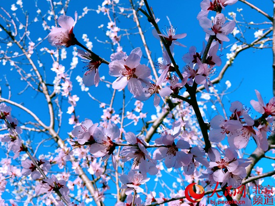 北京植物园桃花节本周六开幕