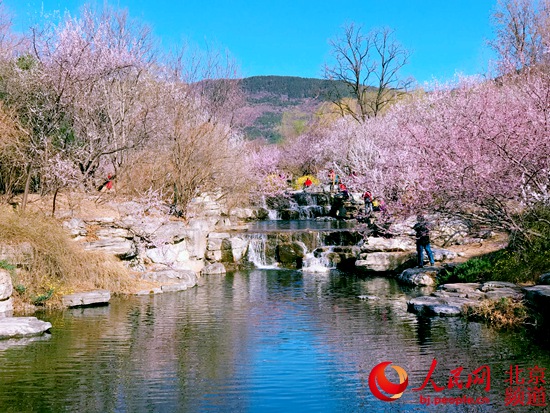 北京植物园桃花节本周六开幕