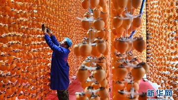 ‘ Persimmon රොටී ’ සැකසුම් කර්මාන්තයේ නිරත ජනතාව