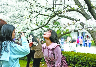 武汉大学赏樱限流首日游人如织 没预约上的游客可错峰赏花
