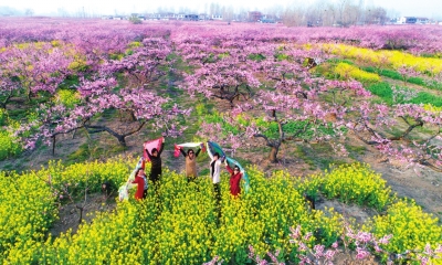 【旅游资讯-图片（页面标题：周口西华：万亩桃花灼灼开）】周口西华：万亩桃花灼灼开 含苞满枝待君来